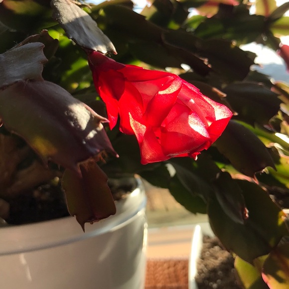 Meet your Posher, Annemieke - Picture 1 of 1